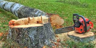 Best Storm Damage Tree Cleanup  in Carrollton, VA