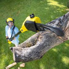 How Our Tree Care Process Works  in  Carrollton, VA