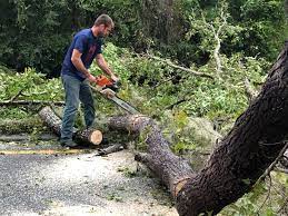Carrollton, VA Tree Services Company