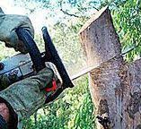 Best Firewood Processing and Delivery  in Carrollton, VA