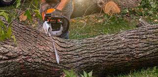 Best Hazardous Tree Removal  in Carrollton, VA