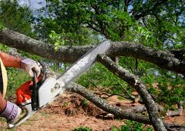 Best Tree Removal  in Carrollton, VA